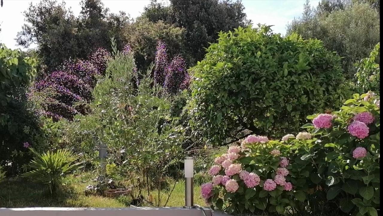 Ražanj Apartment Lavanda Nova מראה חיצוני תמונה